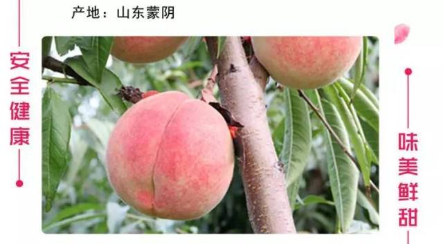 深州大蜜桃的魅力：农业发展的瑰宝