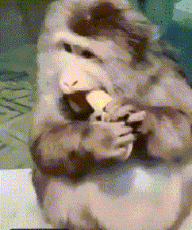 猴子伸手表情包GIF图片