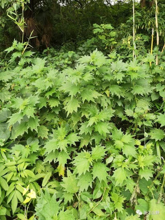 裂叶荨麻,麻叶荨麻,荨麻叶(第3页)_大山谷图库