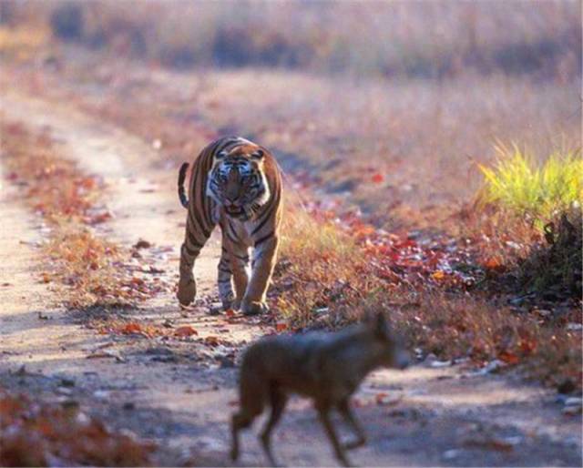 狼跟在老虎身后玩"123木头人",老虎一回头就僵在原地不动