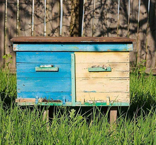 蜜蜂养殖技术|利用合成蜂王信息素的蜂群管理