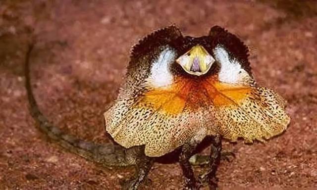 全球最罕见,最奇特的动物,你一定没见过!