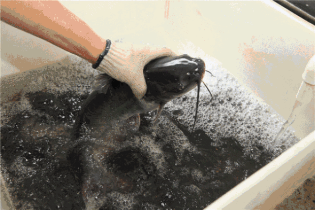 活鱼现杀以求鲜