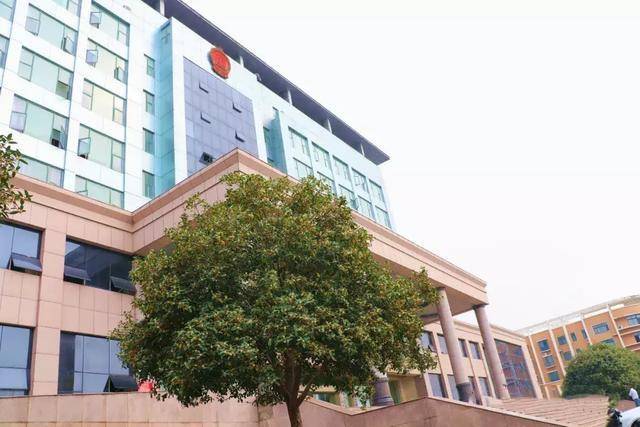 在信阳市平桥区明港镇政府门前,一排排树木,一阵阵清香扑鼻而来.