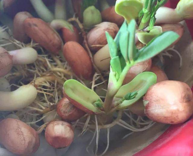 花生出芽后可以栽盆里啦,把带芽的那头塞进土里,露出一半花生米就行了