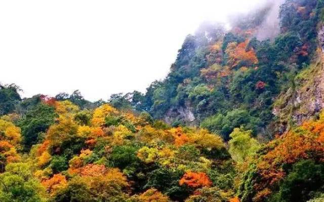 成都周邊紅葉觀賞指數出爐,這些冷門地最值得一去!