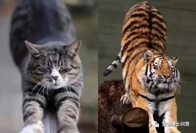 很多动物的纪录片会出现这样的场景,花豹,猞猁等猫科动物,老虎抓到了
