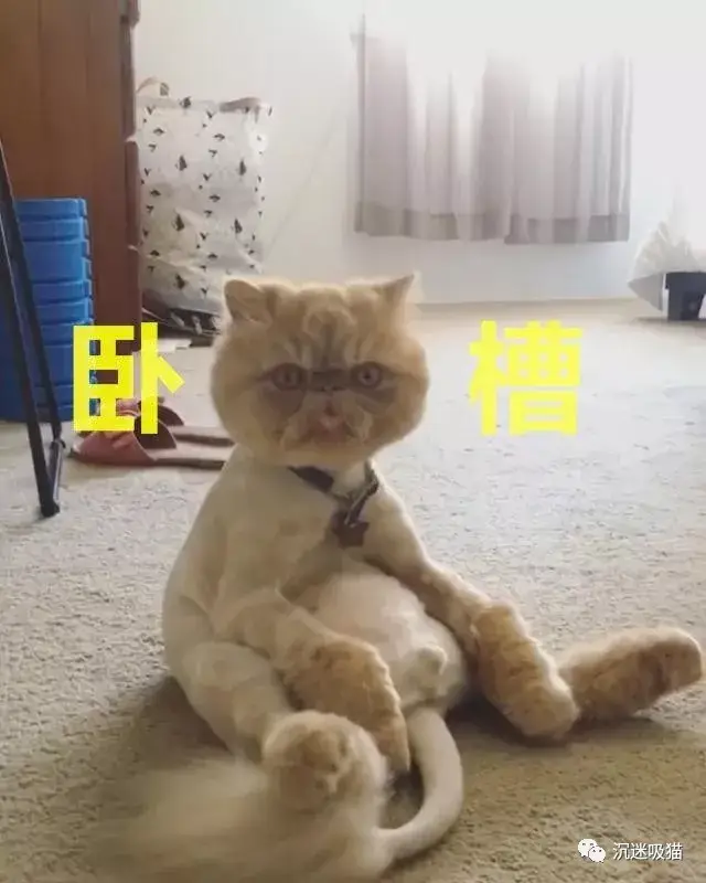 橘猫(震惊"卧槽?铲屎的,我怎么感觉身体有点不对劲啊?