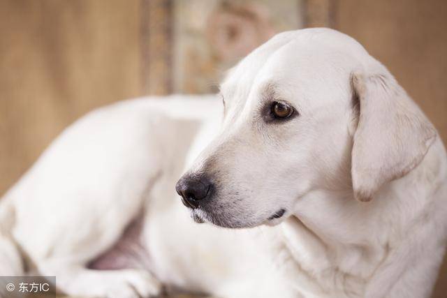 養拉布拉多犬,選公好還是母好,看完再也不糾結了!