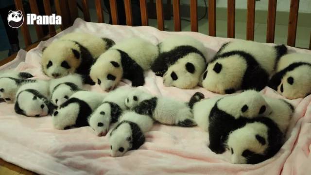 小绒毯子是我们可爱系大熊猫宝宝的标配