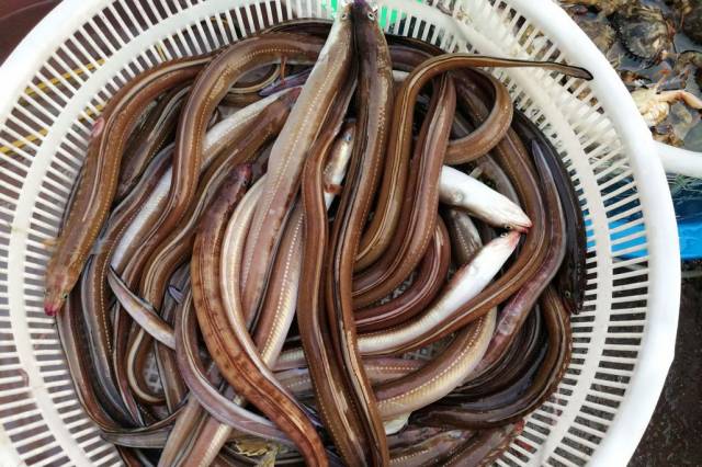 活八带鮹会跳舞 35块钱一斤 皮皮虾20 菜市场周末海鲜丰富价廉_手机搜