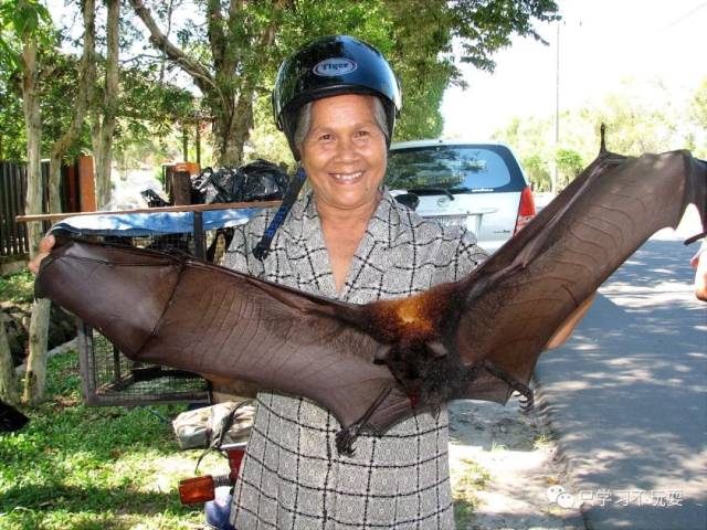 印尼狠菜蝙蝠汤,端上来我就吓尿了