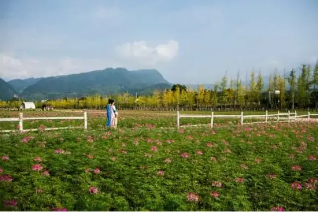 成都市 彭州市通濟花海