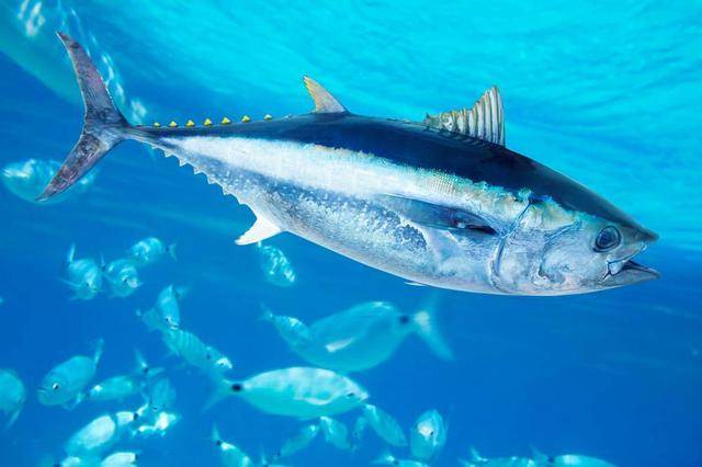 刺身中的劳斯莱斯,蓝鳍金枪鱼哪些部位的肉质最肥美?