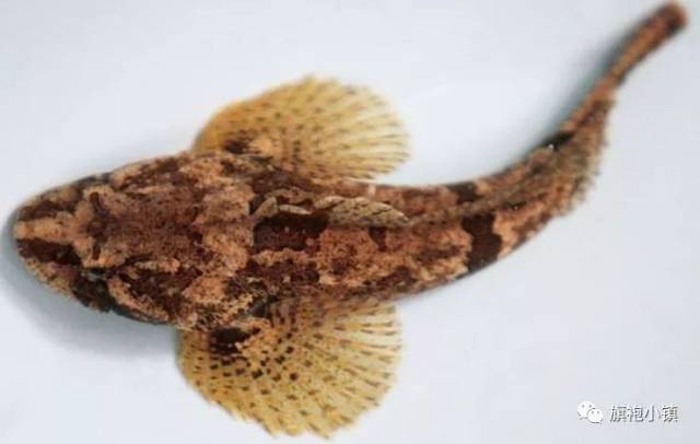 吴江这道美食——松江鲈鱼,背后竟有这么多故事?