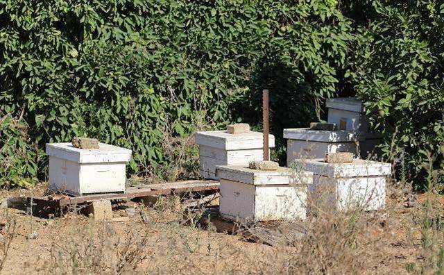 农广天地中蜂养殖技术 农广天地中蜂养殖技术规范