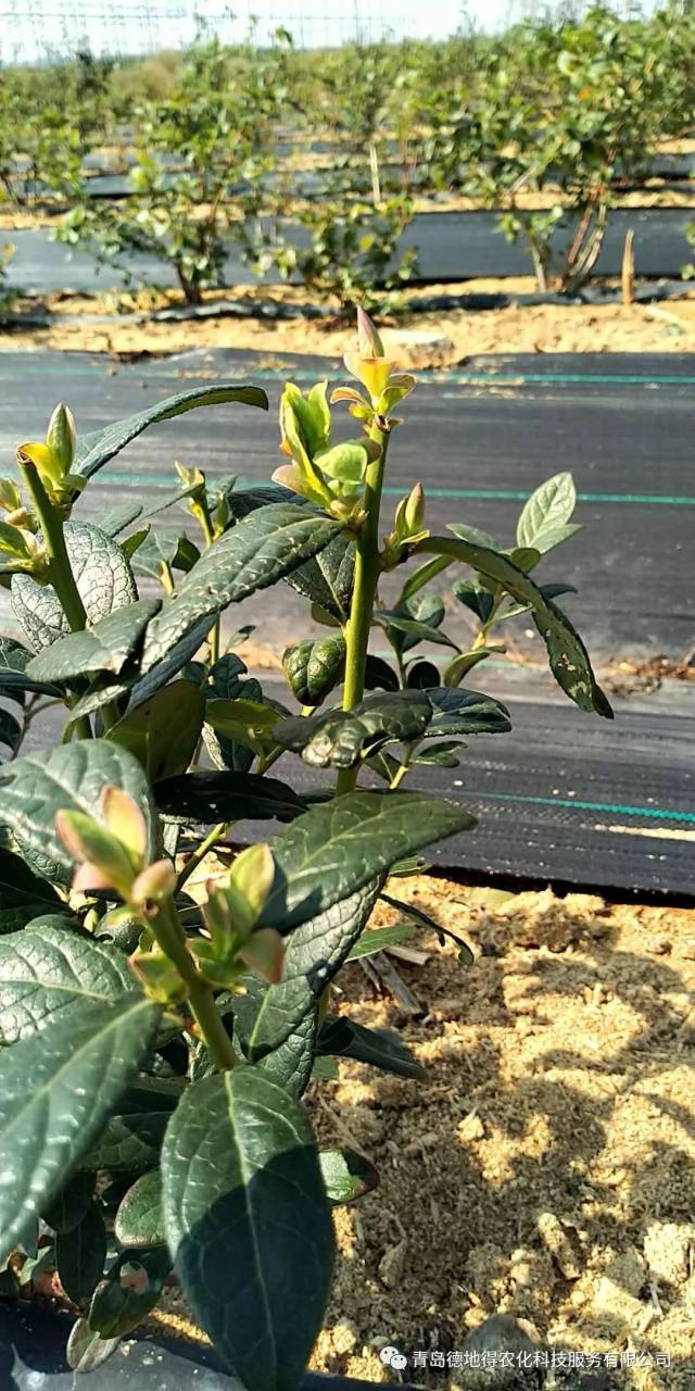 日一位蓝莓种植户红豆杉发来两张照片问技术老师 像这种芽子不是花芽