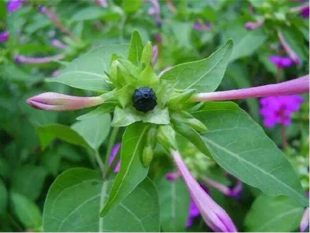 地雷花是一年生草本,根,叶可供药用,有清热解毒,活血调经和滋补的功效
