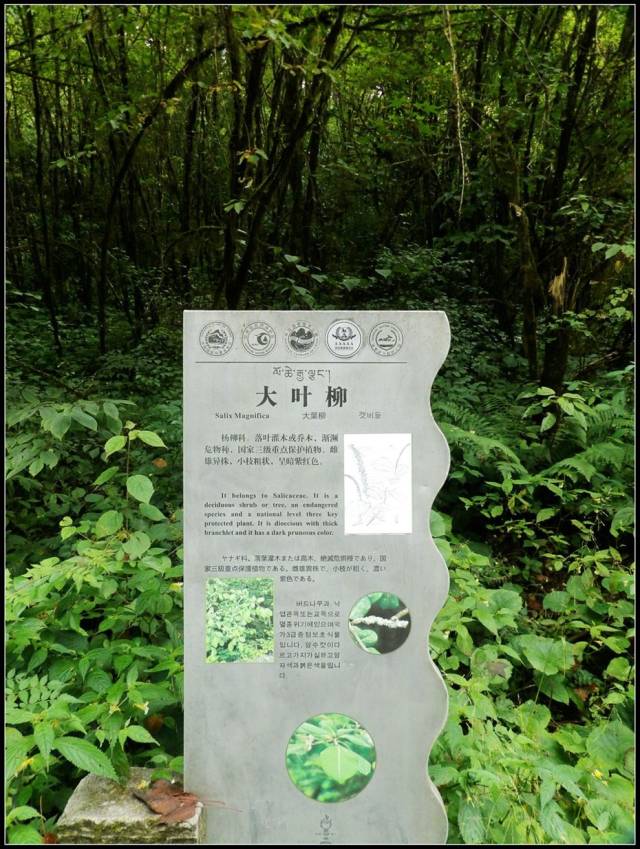 路边的植物标牌,我们看了半天也没能明白旁边哪棵树是大叶柳