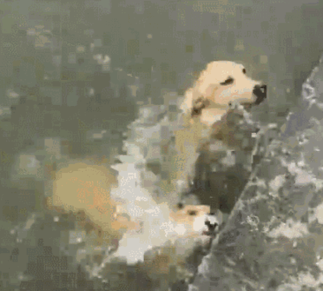 小狗划水表情包图片