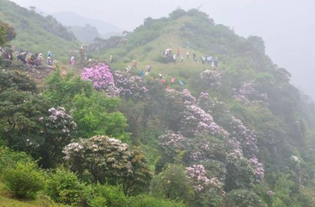 高州起名全指南：宝宝取名、公司命名与周易八字五行的落地思路
