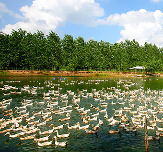 水禽养殖基地
