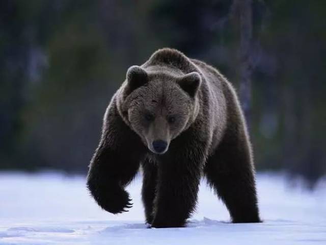 你也许需要随身备一个防熊铃铛,知床半岛上200多头棕熊让熊出没注意