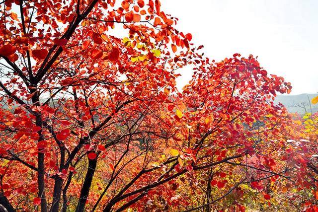 韓城香山紅葉(組圖)