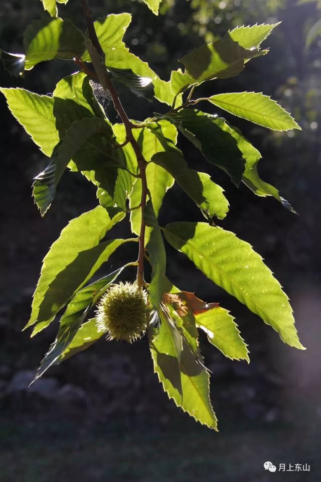 却未能沧桑他们诗意的心灵 金秋十月 青禾一声召唤 再次相聚在 栗树下