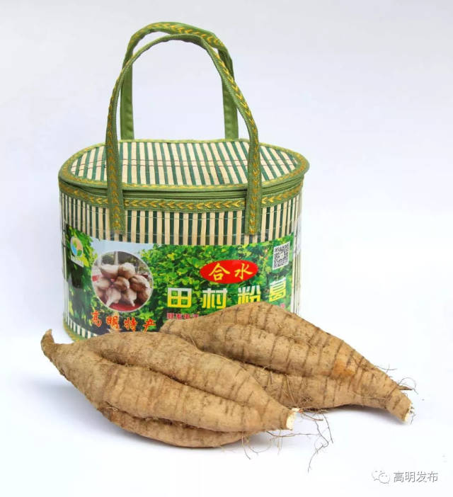 美味又养生的高明粉葛陆续开始丰收啦!你品尝过没?