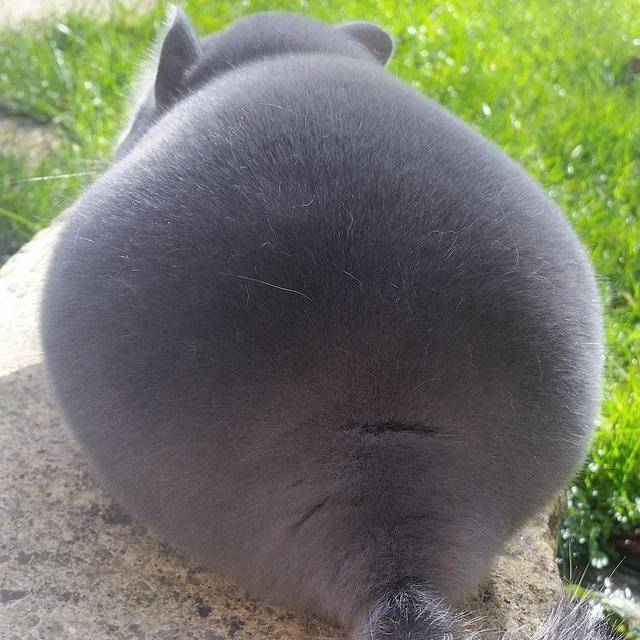 终于偷偷的溜到不明生物的正前方,定睛一看,原来是一只呆萌小龙猫