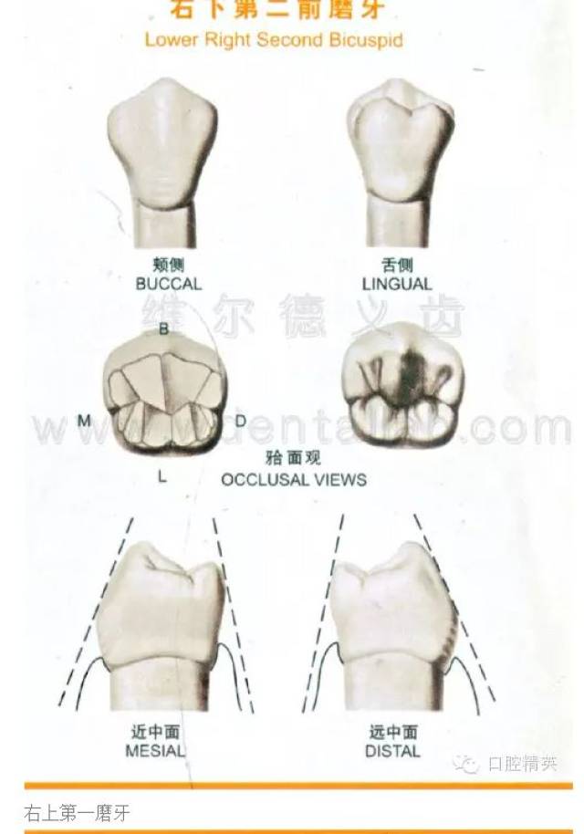牙齿颌面形态,牙齿颌面,牙齿形态素描(第2页)_大山谷图库