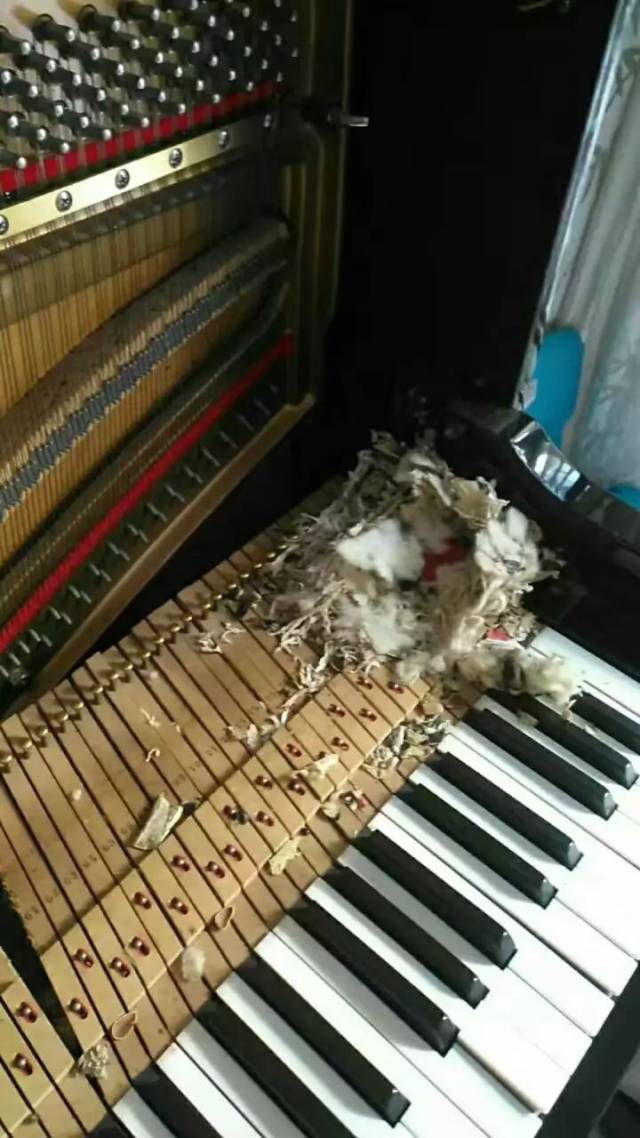 钢琴有上万个零件,老鼠会给钢琴带来很严重的损伤,一旦它们把琴里面的