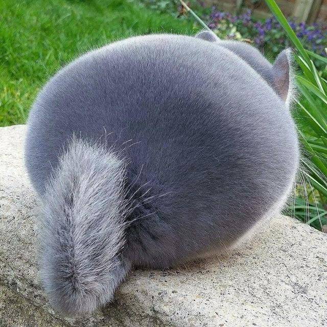 圆滚滚的背影杀手,原来是你这萌货是大熊猫?那你错了