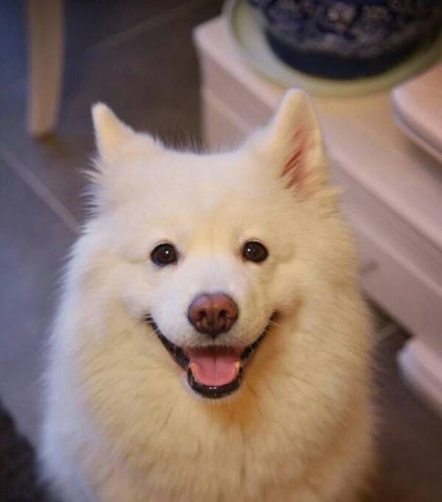 最爱笑的"4大狗狗",让人爱不释手!