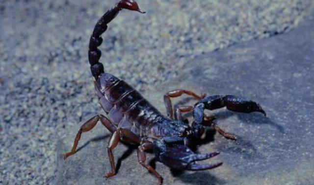 中华蝎王孙纯孝,利用山区资源养殖蝎子,