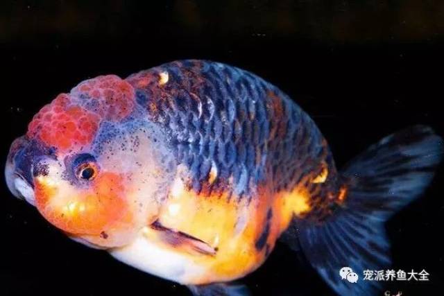 【每日一鱼】麒麟兰寿金鱼,体色身型比较像传说的麒麟
