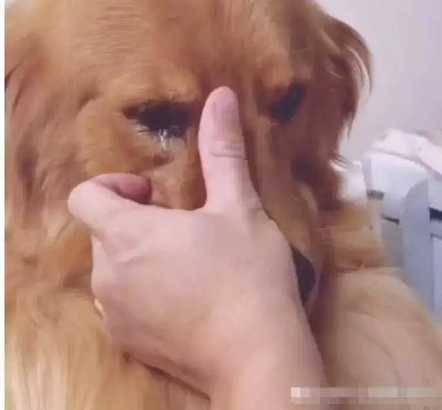 金毛被土狗欺负后,回家就开始委屈巴巴的哭,主人心疼坏了