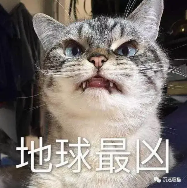 作为猫中哈士奇,橘猫这个神奇的物种 凶起来那也是相当的可…可爱啊