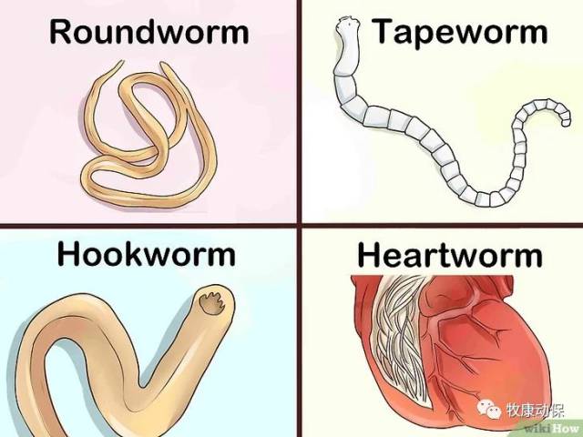如何辨别狗狗体内各种不同寄生虫-宠物频道-手机搜狐