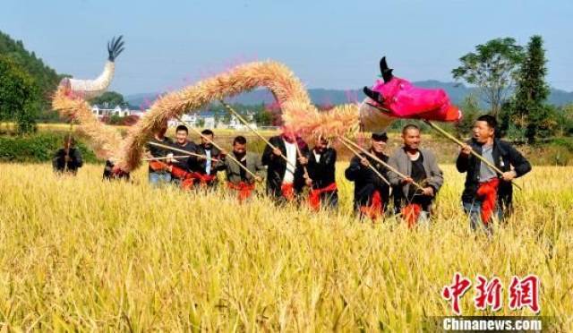 江西德兴农民舞"稻草龙"庆丰收祈丰年