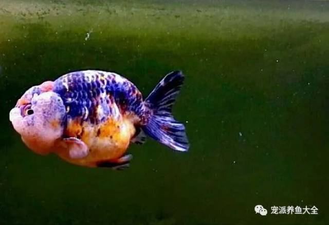 【每日一鱼】麒麟兰寿金鱼,体色身型比较像传说的麒麟