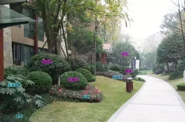 同形态的灌木组合形态的灌 木组合,色彩斑斓的地被花卉进行多层次配置