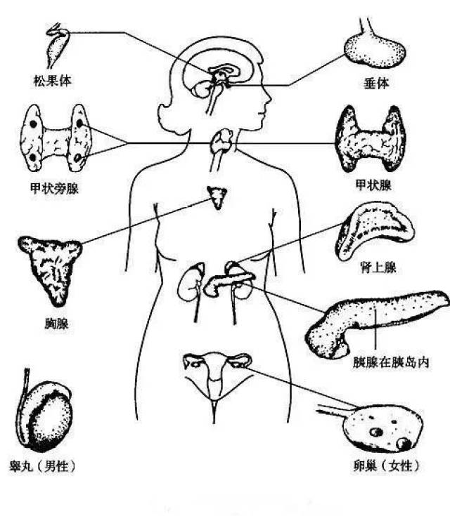 abo腺体是什么部位图片