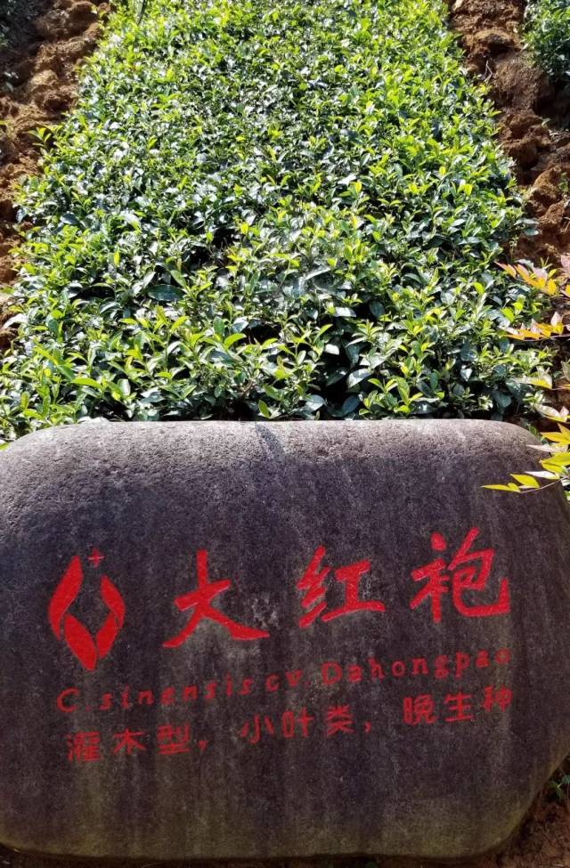 大红袍古茶树图片图片