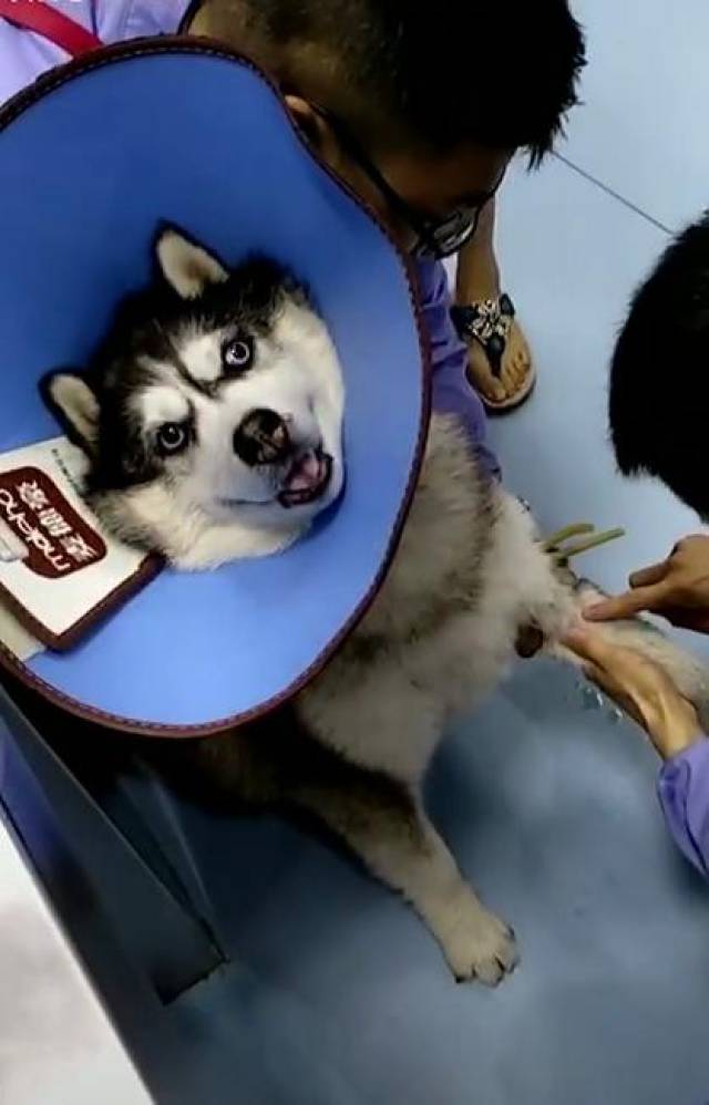 哈士奇面对打针这件"大事",满脸是戏,还学会了吹唢呐缓解尴尬