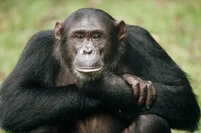 会照镜子的就是高等动物?蚂蚁和隆头鱼表示非常赞同