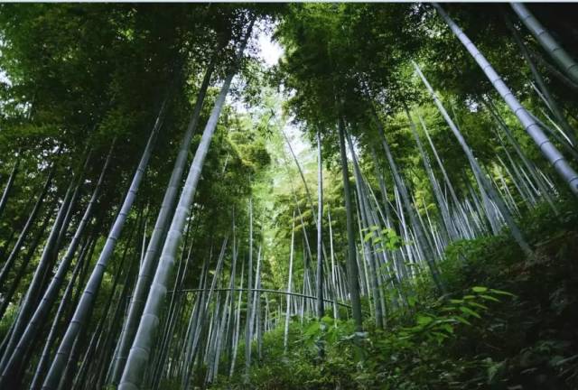 周润发同款竹海、天然温泉！268元起抢住《卧虎藏龙》原型安吉隐居山水