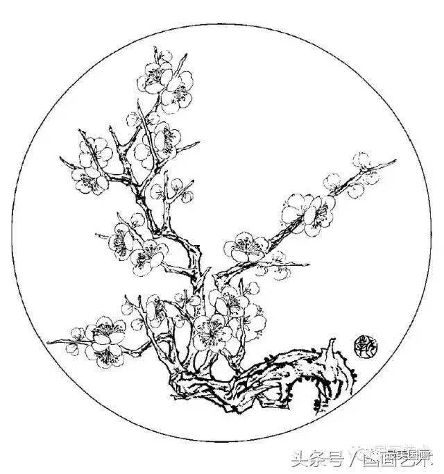 白描梅花绘画手稿,参照练笔用