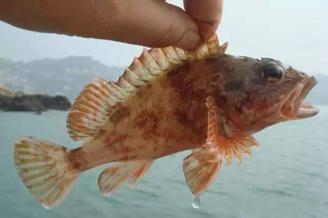 在舟山论海鲜,怎么能少了这条呆萌的小海鱼!